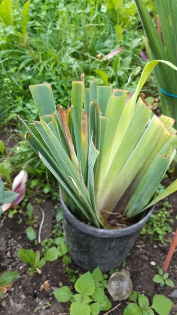 Irisi de la Dani83 mersi - Achizitii