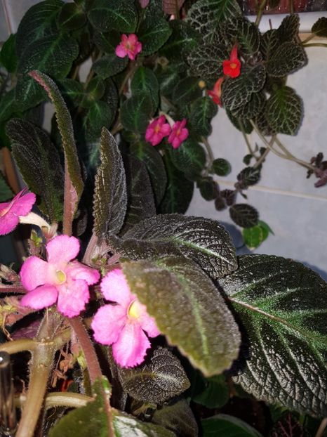  - EPISCIA
