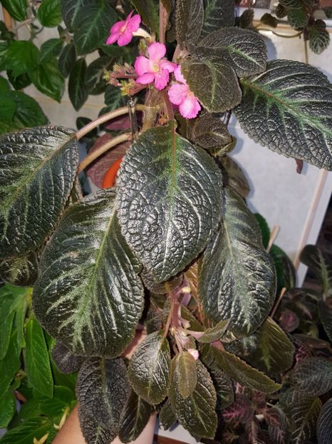  - EPISCIA