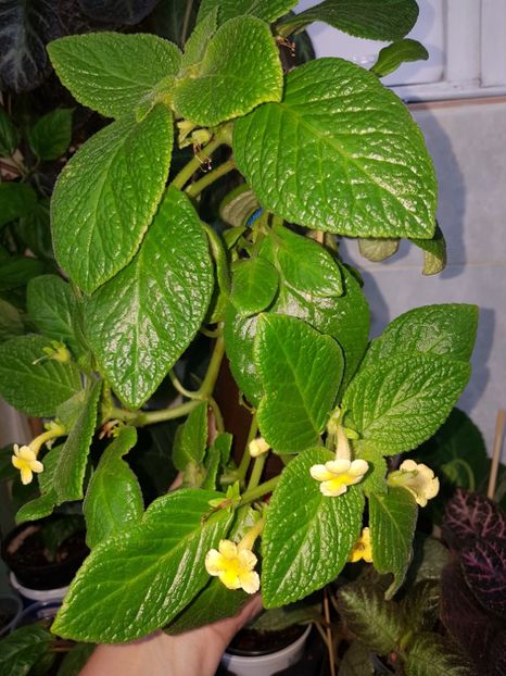 - EPISCIA
