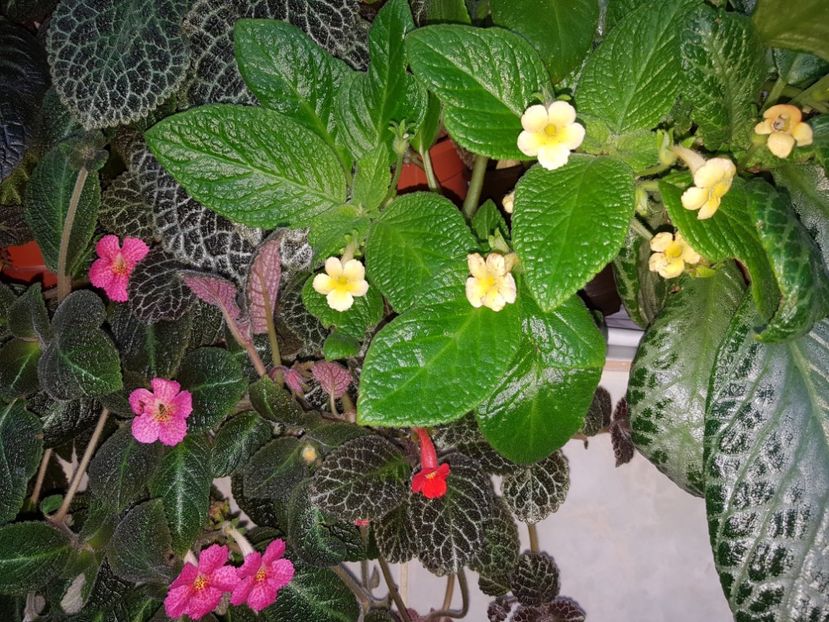  - EPISCIA