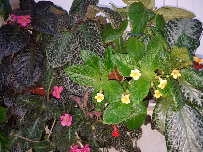  - EPISCIA