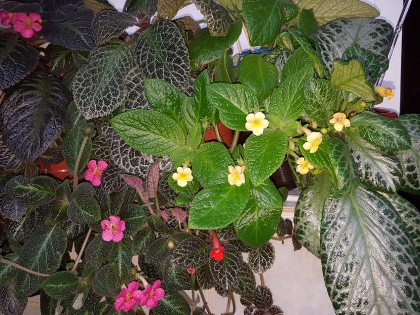  - EPISCIA