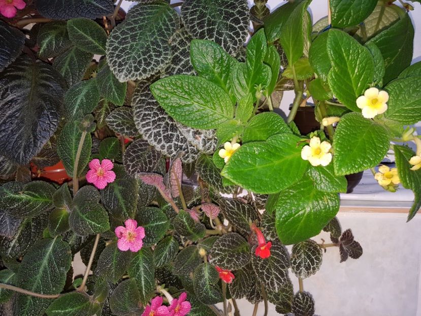  - EPISCIA