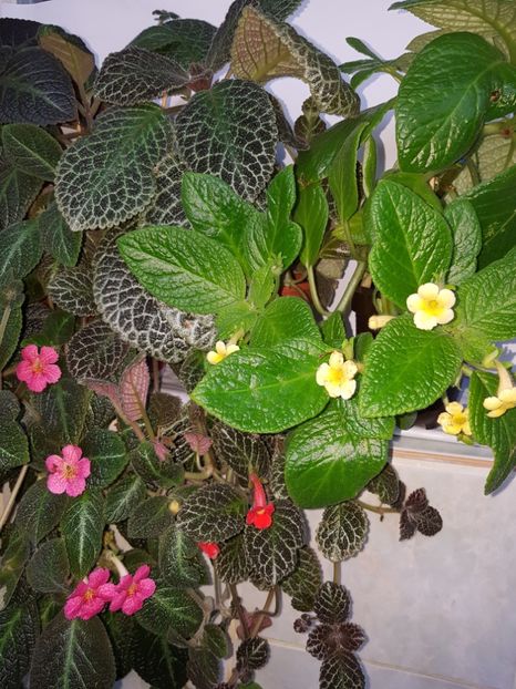  - EPISCIA