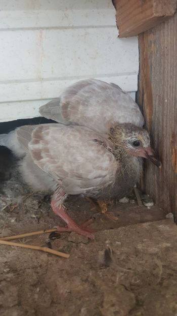 Voiajor - Pui voiajori 2018