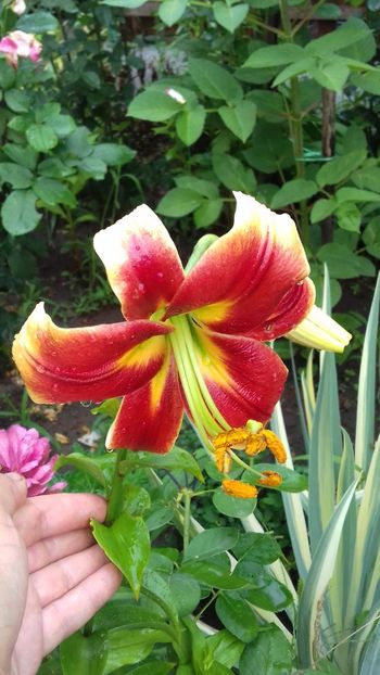 African Lady - Crini 2018