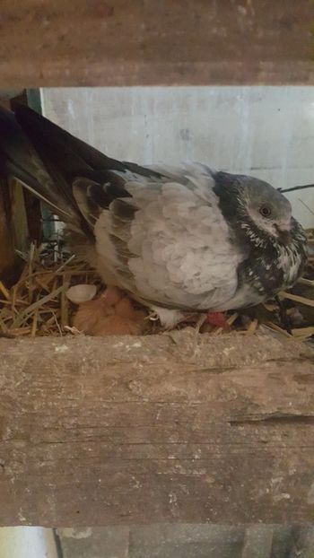  - Pui berzat de budapesta 2018