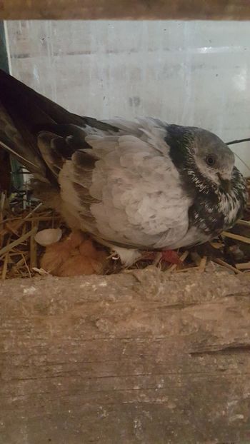  - Pui berzat de budapesta 2018