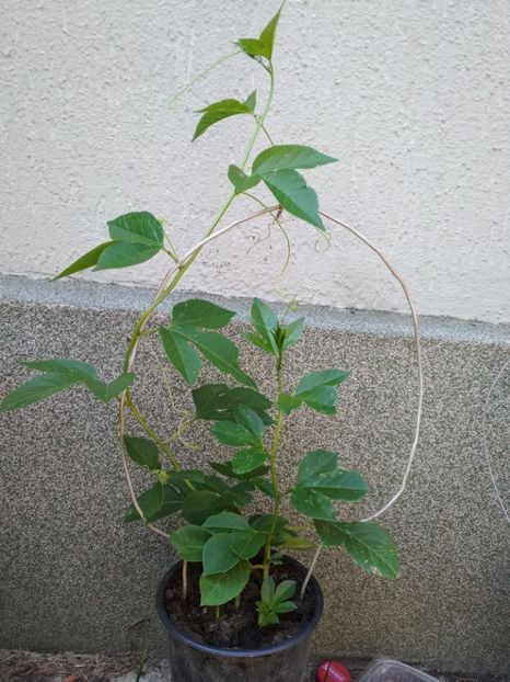  - Passiflora incarnata