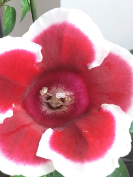 Kaiser Friedrich - gloxinia 2018