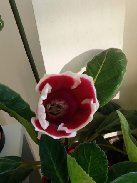  - gloxinia 2018