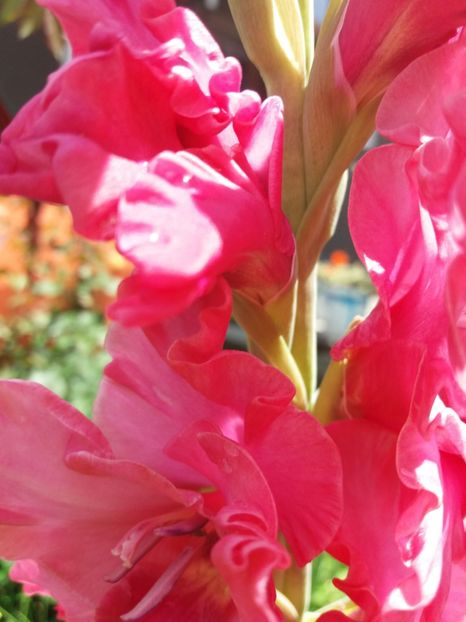  - gladiole