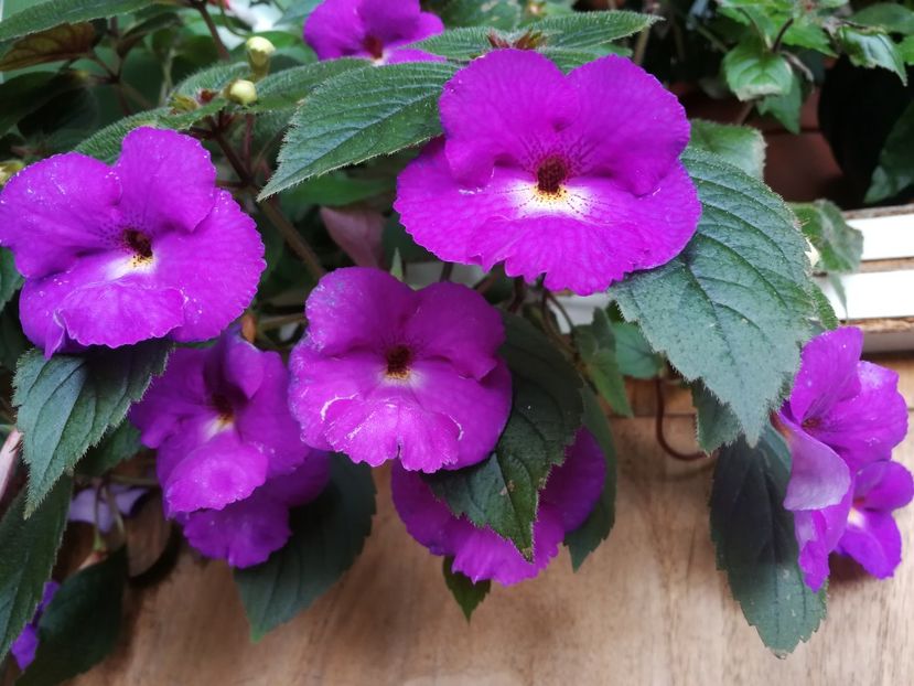 - Achimenes 2018