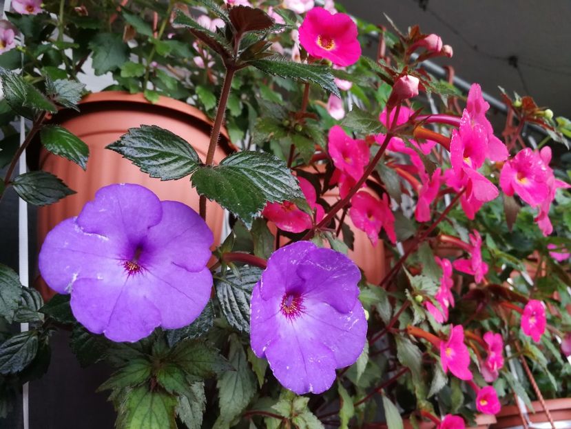  - Achimenes 2018