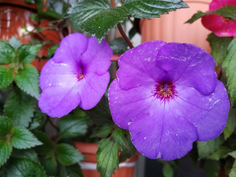  - Achimenes 2018