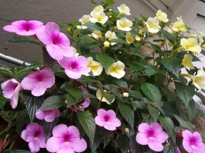  - Achimenes 2018