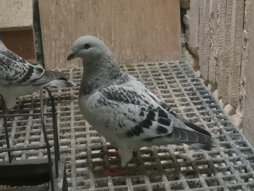 M. JRS9 ARCHIWUM - e- Młode 2018-Young 2018