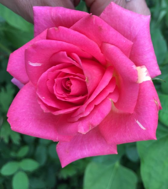 2F3EE6B3-69E0-4AA1-A9DE-A581DEA32B42 - Trandafiri 2018 III