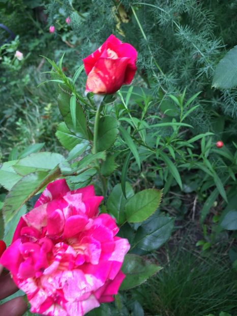 F8887EF6-B03B-4922-A959-040DD1CB02DA - Trandafiri 2018 III