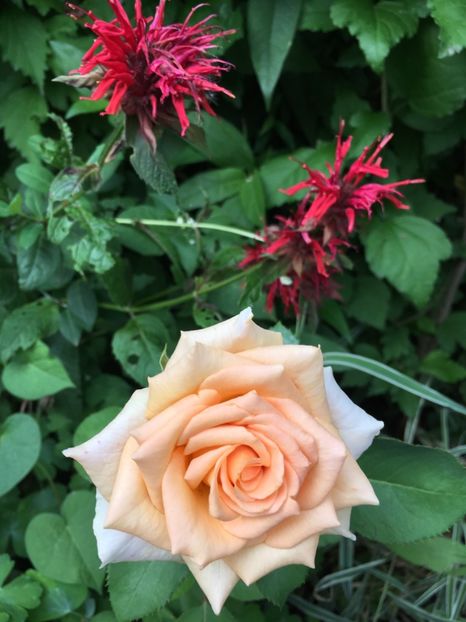 A9ECE404-7F9E-4944-BCD8-B40E4155D6D0 - Trandafiri 2018 III