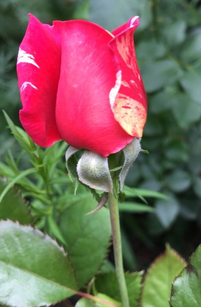 C90FED9A-D4F4-4E29-857B-2A6C7F4D8BBE - Trandafiri 2018 III