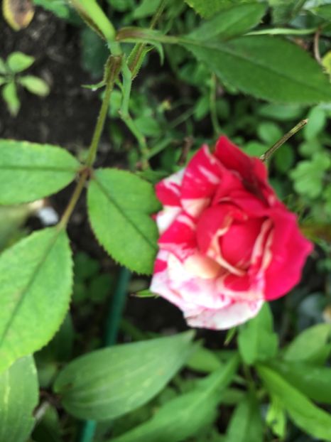 B6363351-3D4F-4BEE-82B2-DBA95028AC87 - Trandafiri mini