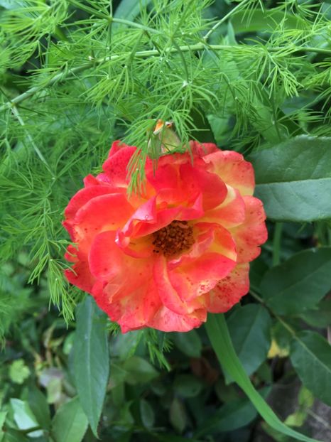 9EB0E36C-C7AF-4999-9CEF-57BD6CE3597A - Trandafiri mini