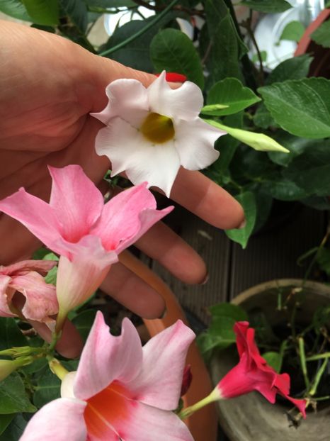 244880CE-1C32-4B5E-B751-16E29A1D2F06 - Mandeville 2018