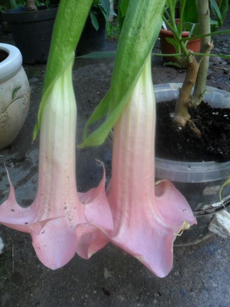  - brugmansii 2018 1