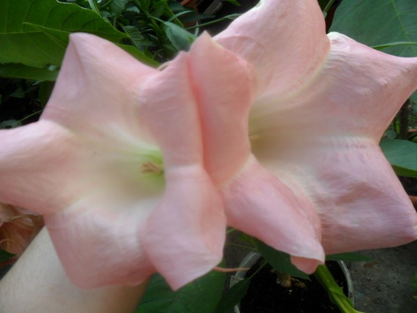 - brugmansii 2018 1