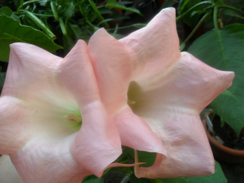  - brugmansii 2018 1