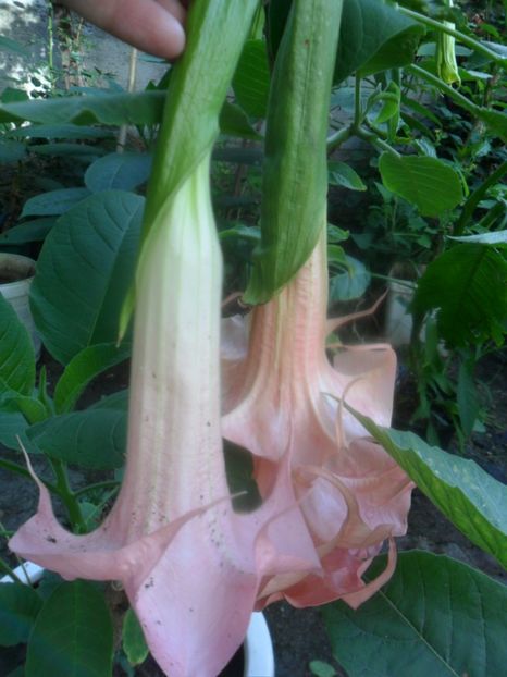  - brugmansii 2018 1