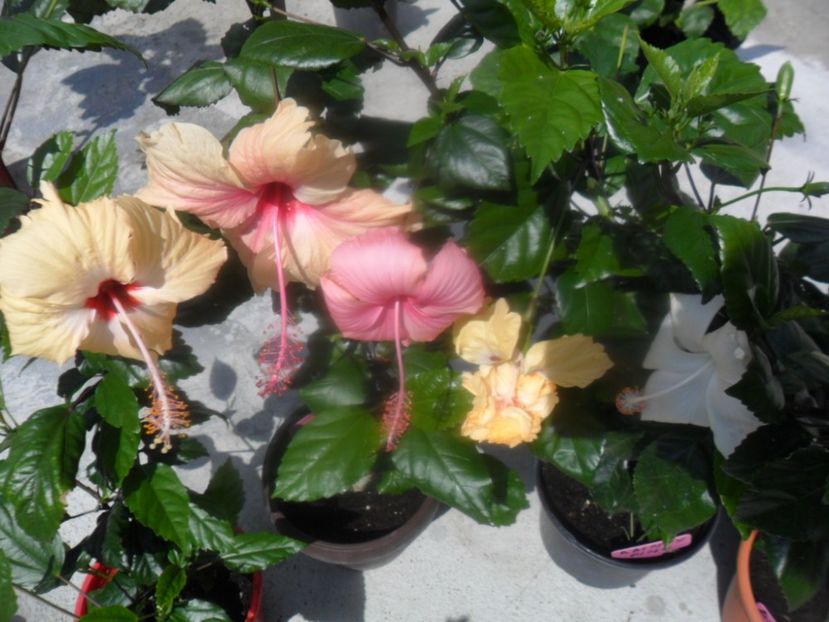  - hibiscusi 2018 4