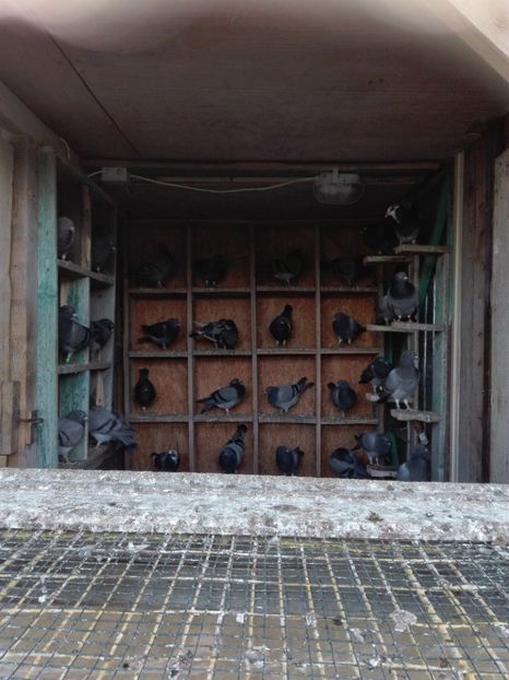  - Porumbeii de matca voliera veche