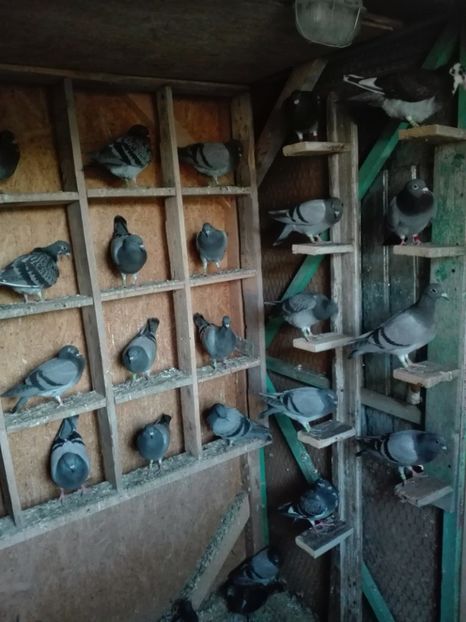  - Porumbeii de matca voliera veche