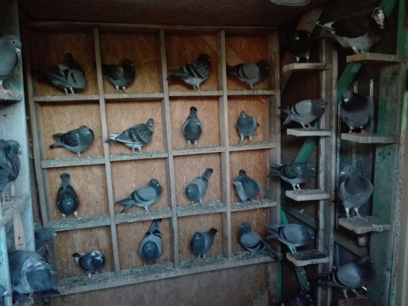  - Porumbeii de matca voliera veche