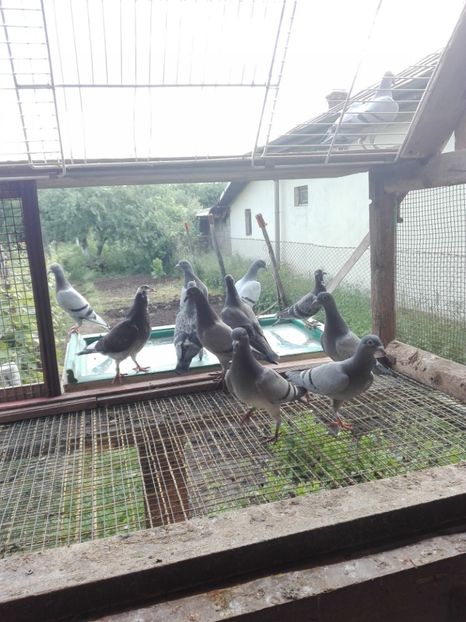  - Porumbeii de matca voliera veche