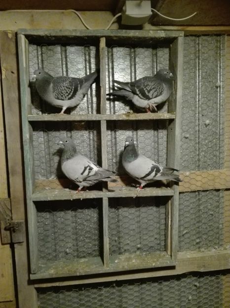  - Porumbeii de matca voliera veche