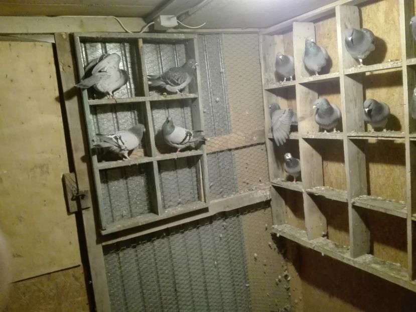  - Porumbeii de matca voliera veche