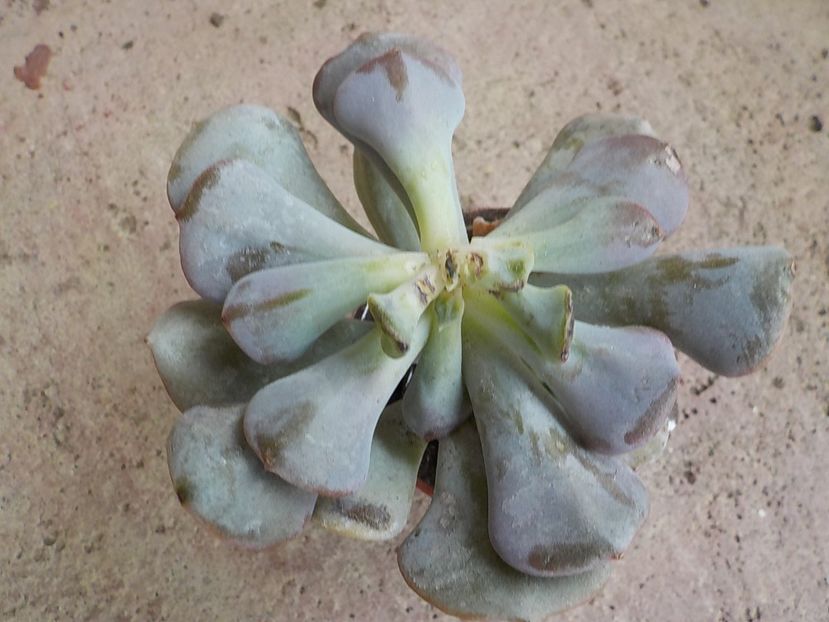 echeveria cubic frost - Genul Echeveria