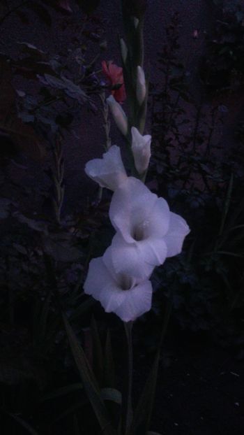  - Flori de PRIMAVARA-VARA -2018