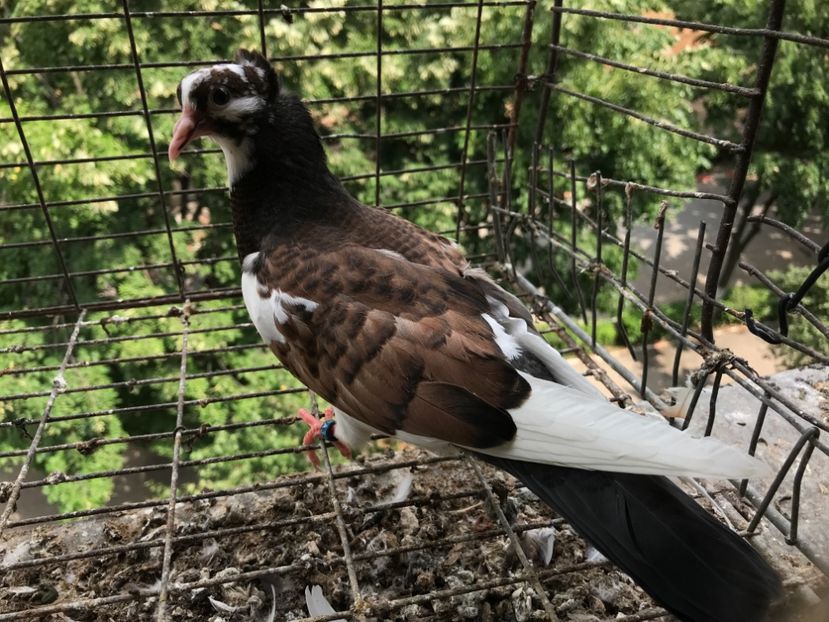 872683A5-D638-47FB-BF85-7357EECAEFD2 - Pui Zburator Beograd