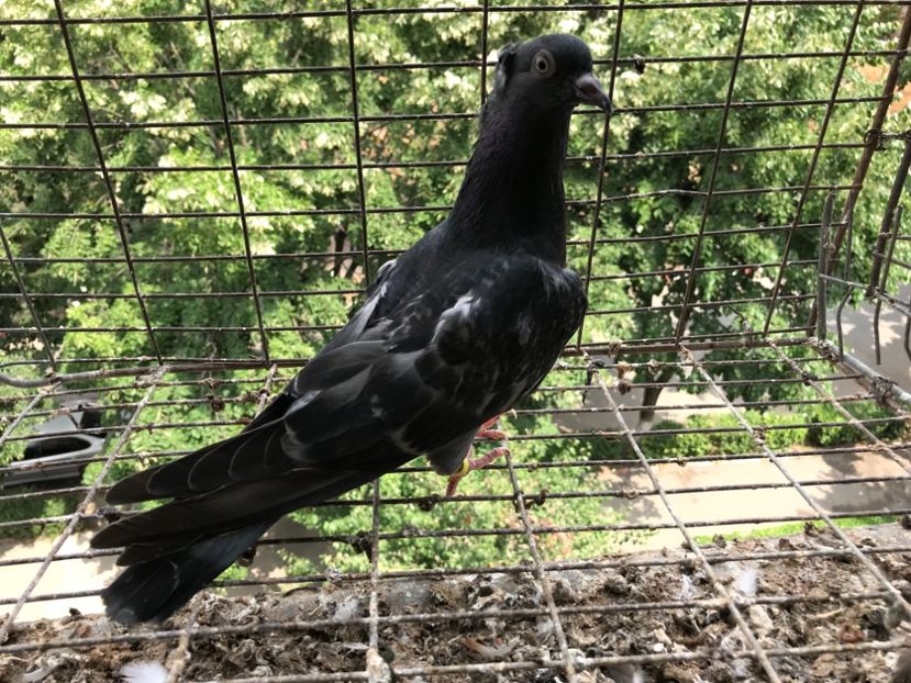 8117E3BA-6F29-44C0-BC4B-37BA128A310C - Pui Zburator Beograd