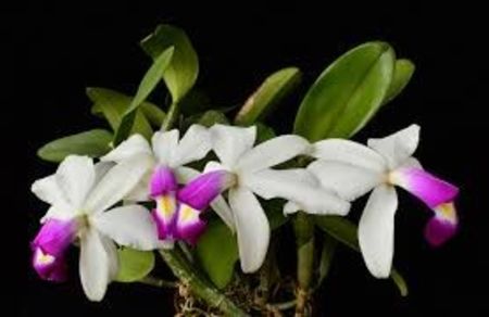 violaceea semialba floarea - VANDUTE