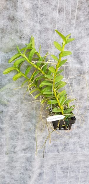 pelatantheria insectifera 135lei - VANDUTE