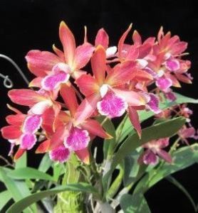 epc jairak kiogu floare - VANDUTE