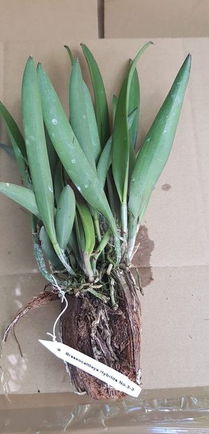 3-3 bc jairak kiku 100 lei - VANDUTE