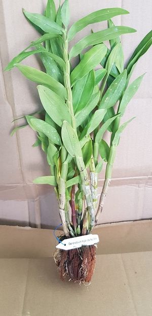 5-4 den purpureum x den smiliae  160 lei - VANDUTE