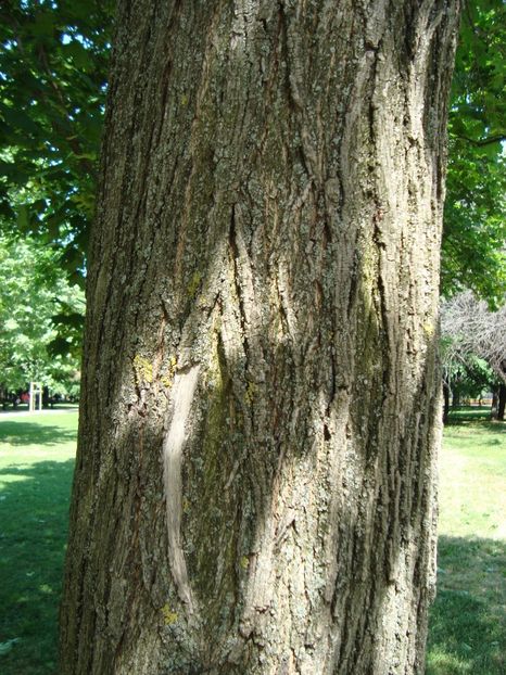 Acer platanoides 1 - Paltin de camp - Acer platanoides